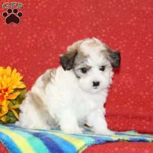 Randy, Maltipoo Puppy